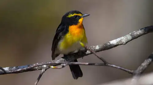 キビタキのパソコン壁紙用画像