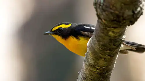 キビタキのパソコン壁紙用画像