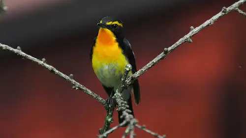 キビタキのパソコン壁紙用画像