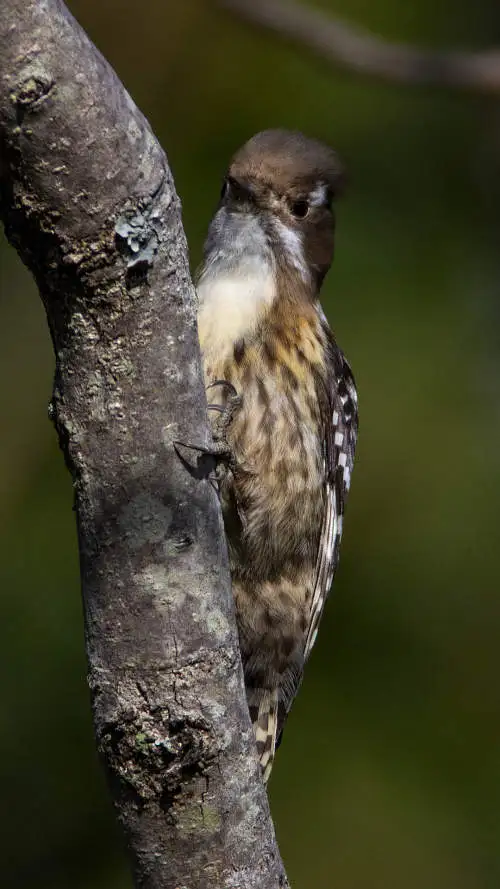コゲラのスマホ待ち受け画面用画像