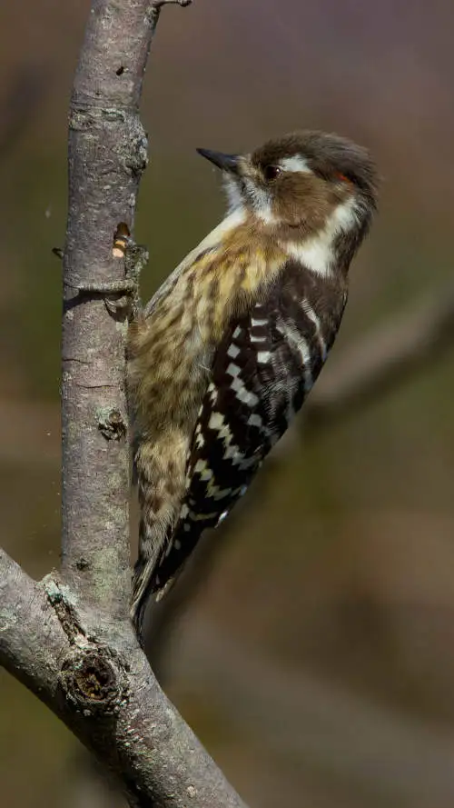 コゲラのスマホ待ち受け画面用画像