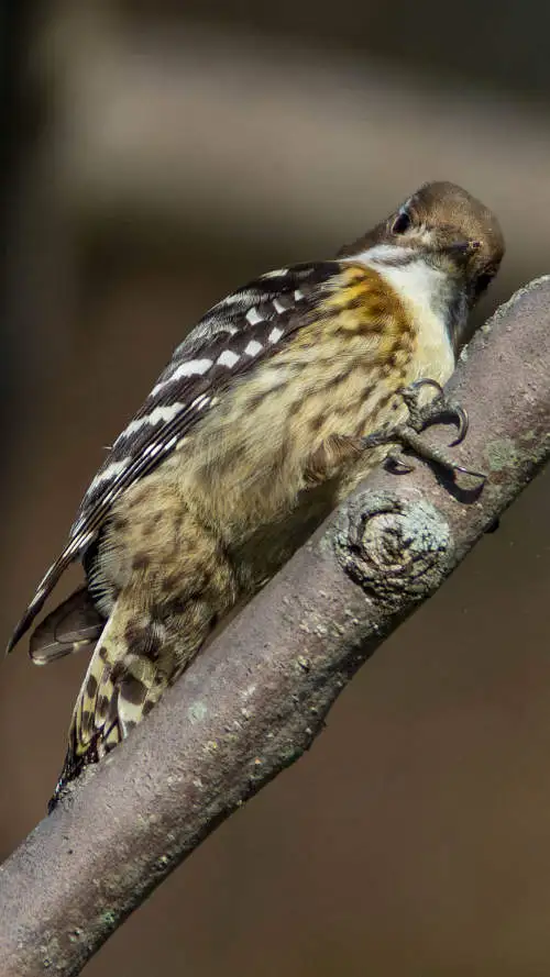 コゲラのスマホ待ち受け画面用画像