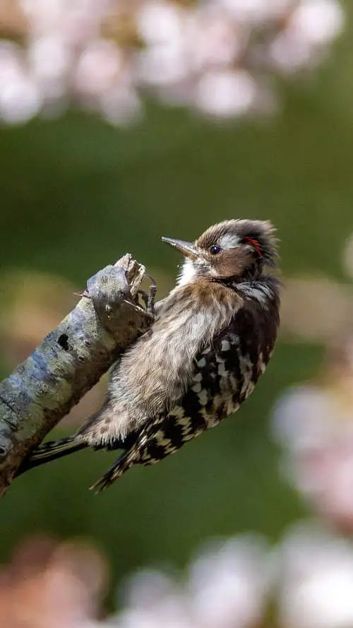 コゲラのスマホ待ち受け画面用画像