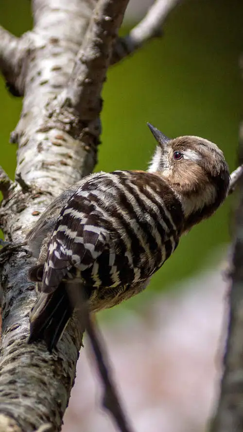 コゲラのスマホ待ち受け画面用画像