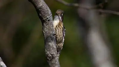 コゲラのパソコン壁紙用画像