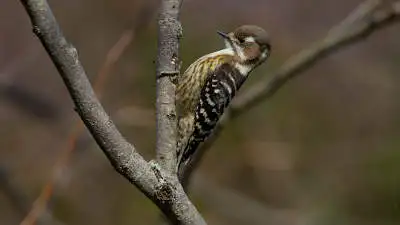 コゲラのパソコン壁紙用画像