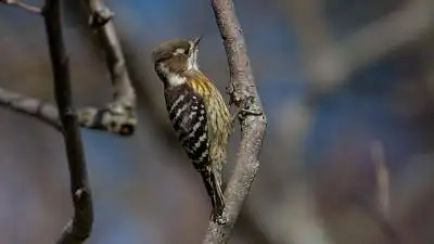 コゲラのパソコン壁紙用画像