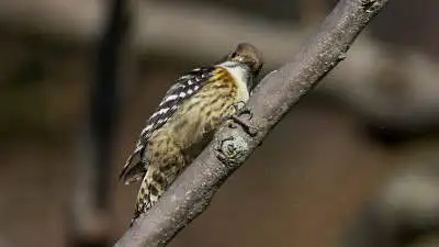 コゲラのパソコン壁紙用画像