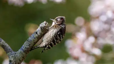 コゲラのパソコン壁紙用画像