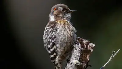 コゲラのパソコン壁紙用画像