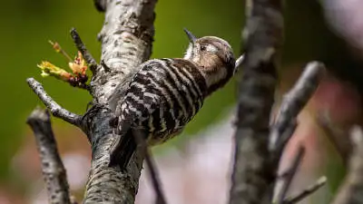 コゲラのパソコン壁紙用画像