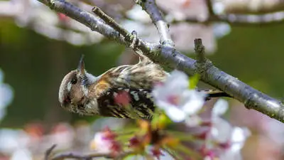 コゲラのパソコン壁紙用画像