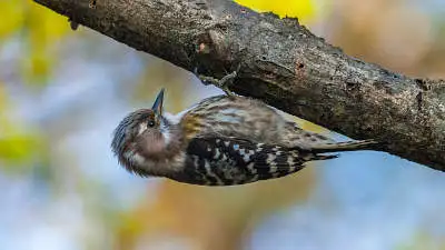 コゲラのパソコン壁紙用画像