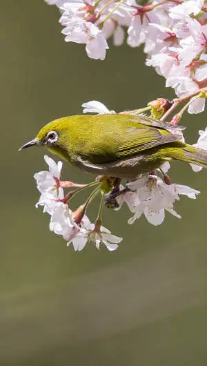 メジロのスマホ待ち受け画面用画像