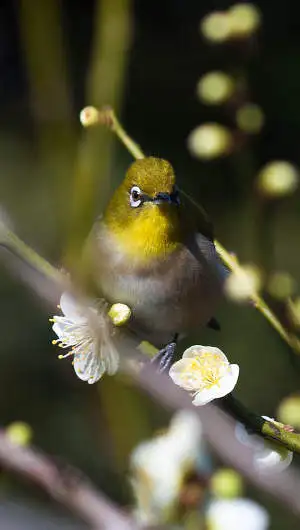 メジロのスマホ待ち受け画面用画像