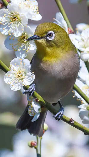 メジロのスマホ待ち受け画面用画像