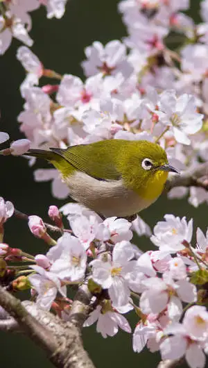 メジロのスマホ待ち受け画面用画像