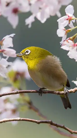 メジロのスマホ待ち受け画面用画像