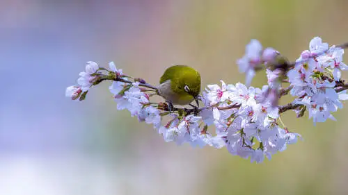メジロのパソコン壁紙用画像