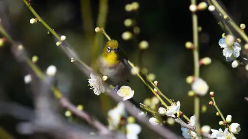 メジロのパソコン壁紙用画像