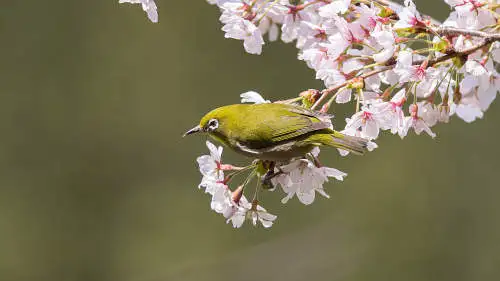 メジロのパソコン壁紙用画像