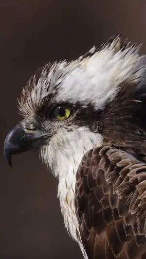 野鳥・ミサゴのスマホ待ち受け画面用画像