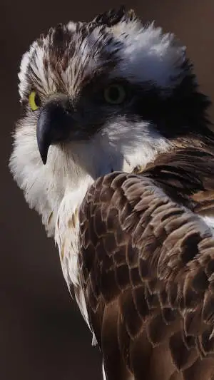 野鳥・ミサゴのスマホ待ち受け画面用画像