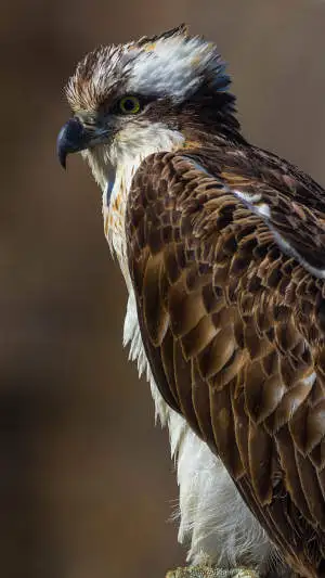 野鳥・ミサゴのスマホ待ち受け画面用画像