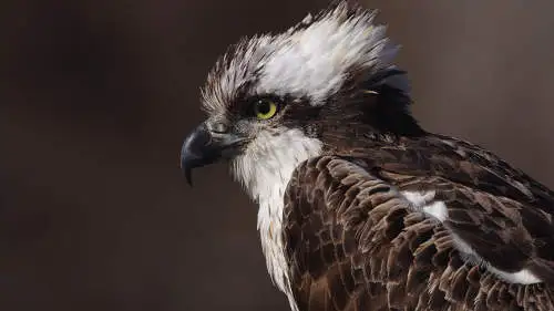 ミサゴのパソコン壁紙用画像