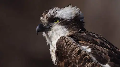 ミサゴのパソコン壁紙用画像