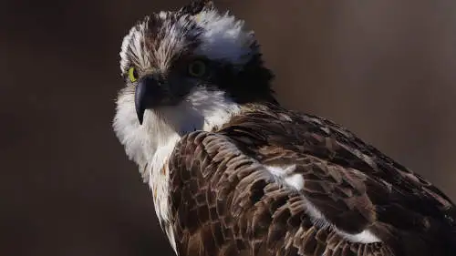 ミサゴのパソコン壁紙用画像