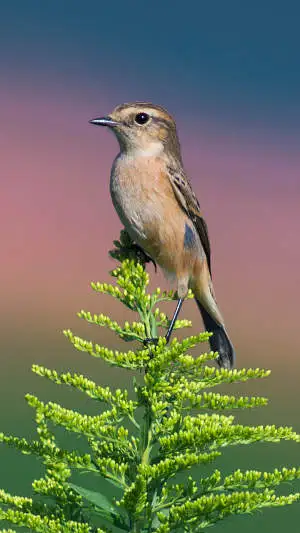 ノビタキのスマホ待ち受け画面用画像