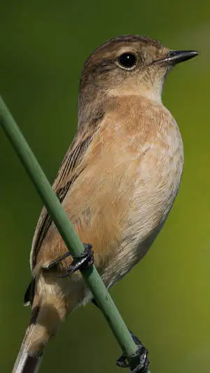 ノビタキのスマホ待ち受け画面用画像