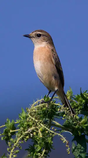 ノビタキのスマホ待ち受け画面用画像