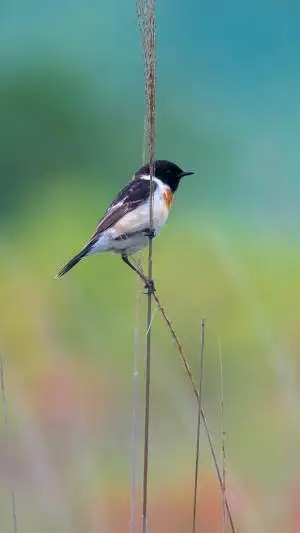 ノビタキのスマホ待ち受け画面用画像