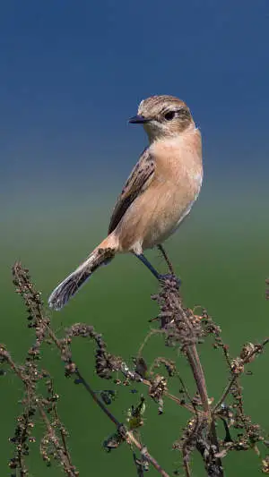 ノビタキのスマホ待ち受け画面用画像