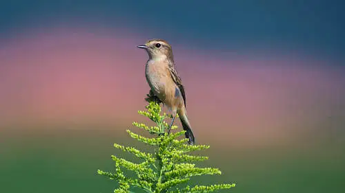 ノビタキのパソコン壁紙用画像
