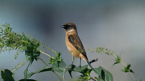 ノビタキのパソコン壁紙用画像
