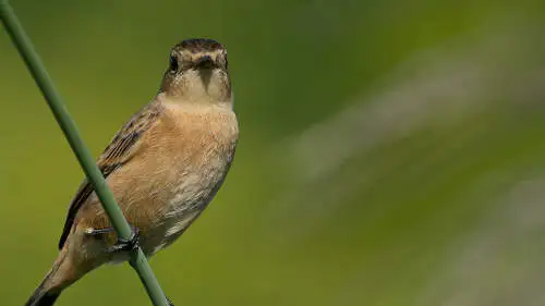 ノビタキのパソコン壁紙用画像
