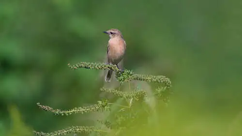 ノビタキのパソコン壁紙用画像