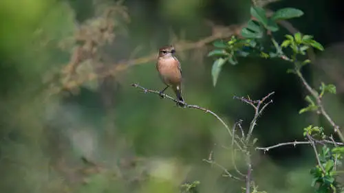 ノビタキのパソコン壁紙用画像