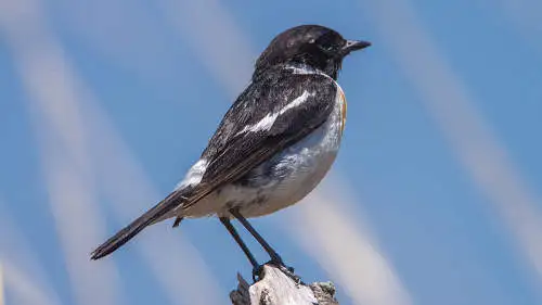 ノビタキのパソコン壁紙用画像