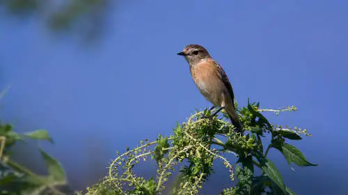 ノビタキのパソコン壁紙用画像