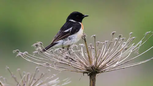 ノビタキのパソコン壁紙用画像