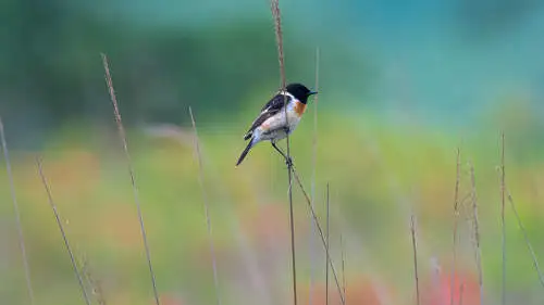 ノビタキのパソコン壁紙用画像