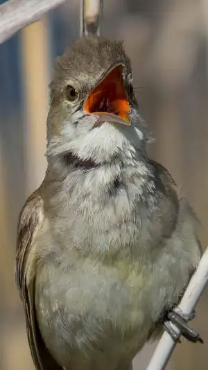 オオヨシキリのスマホ待ち受け画面用画像