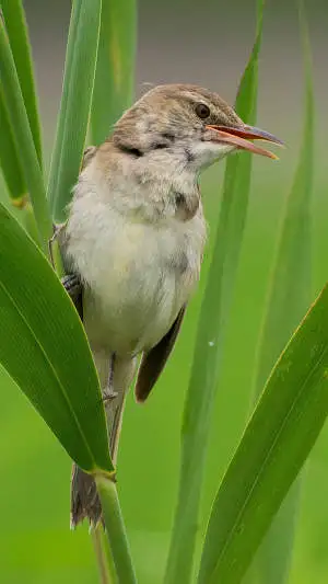 オオヨシキリのスマホ待ち受け画面用画像