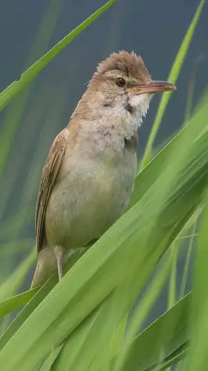 オオヨシキリのスマホ待ち受け画面用画像