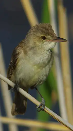 オオヨシキリのスマホ待ち受け画面用画像