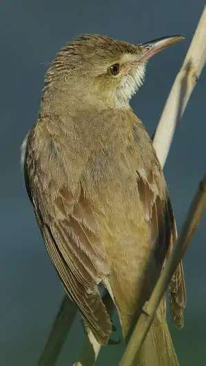 オオヨシキリのスマホ待ち受け画面用画像